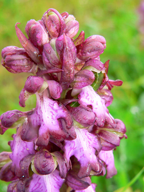 Primavera e orchidee palermitane